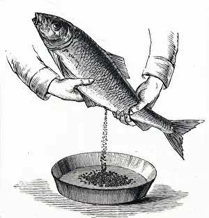 Stripping: Stripping eggs from a fish at a fish farm