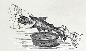 Stripping: Stripping eggs from a hen fish at a fish farm