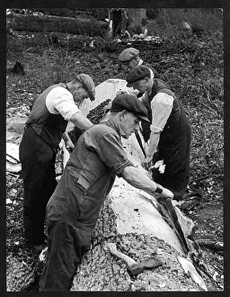 Felled: STRIPPING OAK BARK