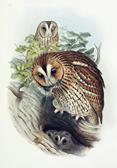 Strigiformes: Strix aluco, tawny owl