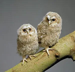 Strigiformes: Strix aluco, tawny owl