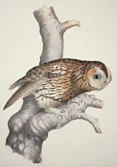 Strigiformes: Strix aluco, tawny owl