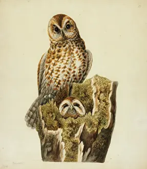 Strigiformes: Strix aluco, tawny owls