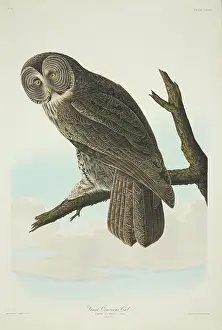Strigiformes: Strix nebulosa, great grey owl