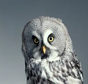 Strigiformes: Strix nebulosa, great grey owl