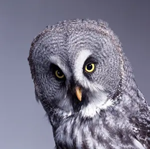 Strigiformes: Strix nebulosa, great grey owl
