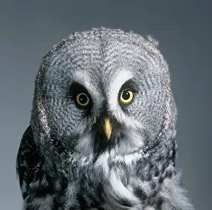 Strigiformes: Strix nebulosa, great grey owl