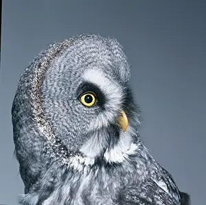 Strigiformes: Strix nebulosa, great grey owl