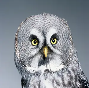 Strigiformes: Strix nebulosa, great grey owl