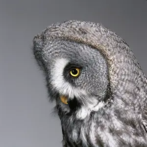 Strigiformes: Strix nebulosa, great grey owl