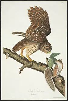 Strigiformes: Strix varia, barred owl