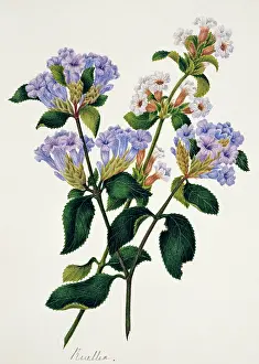 Bushby: Strobilantes