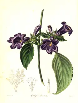 Clustered: Strobilanthes glomerata