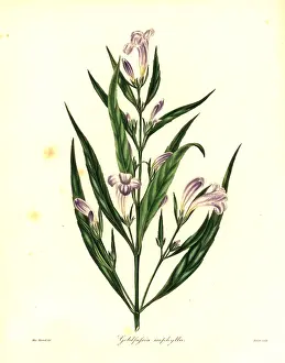 Nevitt: Strobilanthes persicifolia