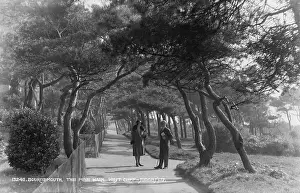 Stroll: Stroll Along the Pine Walk