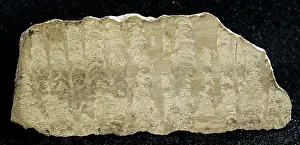Bacteria: Stromatolite