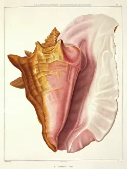 Conch: Strombus gigas, queen conch