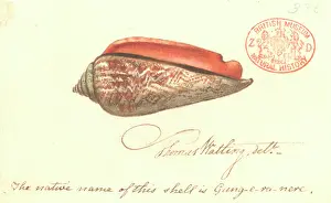 Neotaenioglossa: Strombus luhuanus, red-mouthed stromb