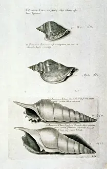 Conch: Strombus pugilis, West Indian fighting conch