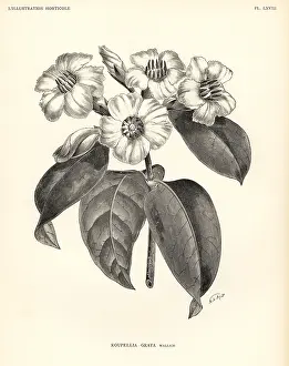 Horticole: Strophanthus gratus