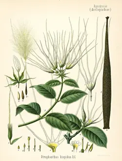 Hispidus: Strophanthus hispidus