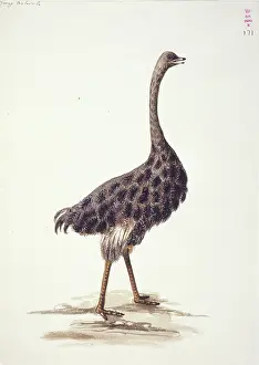 Camelus: Struthio camelus, ostrich