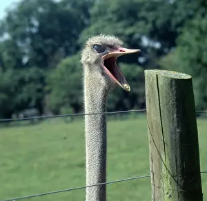 Downy: Struthio camelus, ostrich