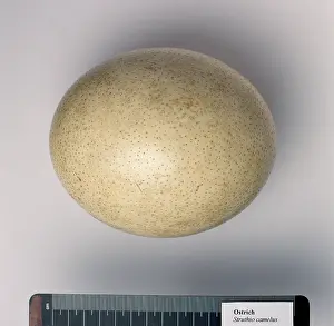 Camelus: Struthio camelus, ostrich egg