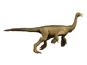 Limbs: Struthiomimus dinosaur