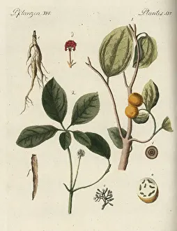 Bertuch: Strychnine tree and ginseng root