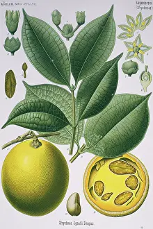Climber: Strychnos ignatii, St. Ignatius's bean