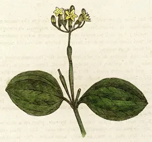 Strychnine: STRYCHNOS NUX-VOMICA