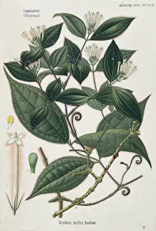 Terrarium: Strychnos toxifera, strychnos vine
