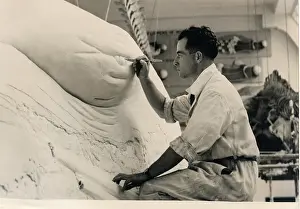 Latham: Stuart Stammwitz working on blue whale model, 1938, The Natu