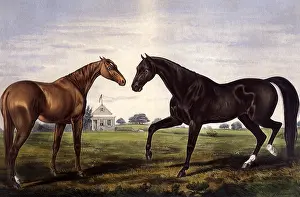 Mate: Stud and Mate