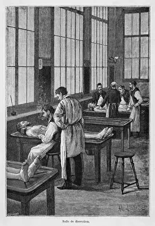 Dissecting: Students Dissecting