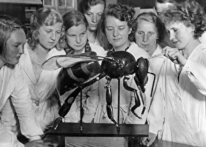 Hannover: Students of the National Institute for Apiculture, 1933