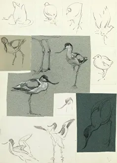 The Raymond Sheppard Collection: Studies of avocets