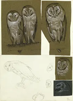 Owls: Studies of barn owls