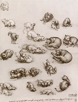 Felines: Studies of Cats and a Dragon, by Leonardo da Vinci