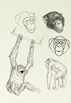 Apes: Studies of chimpanzees