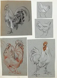 Sheppard: Five studies of a cockerel