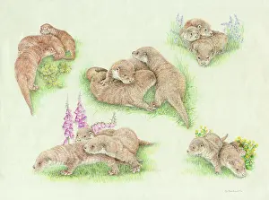 Gabrielle: Five studies of three cubs