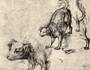 Canines: Studies of a Dog, by Andrea del Sarto