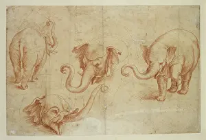 Pippi: Four Studies of an Elephant