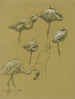 Flamingo: Studies of Flamingoes