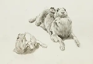 Stretched: Studies of a hare