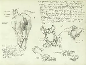 Quadrupeds: Studies of a horse