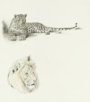 Mane: Studies of a Leopard and a Lion