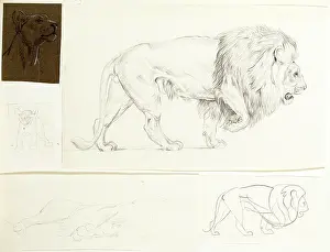 Sheppard: Studies of lions